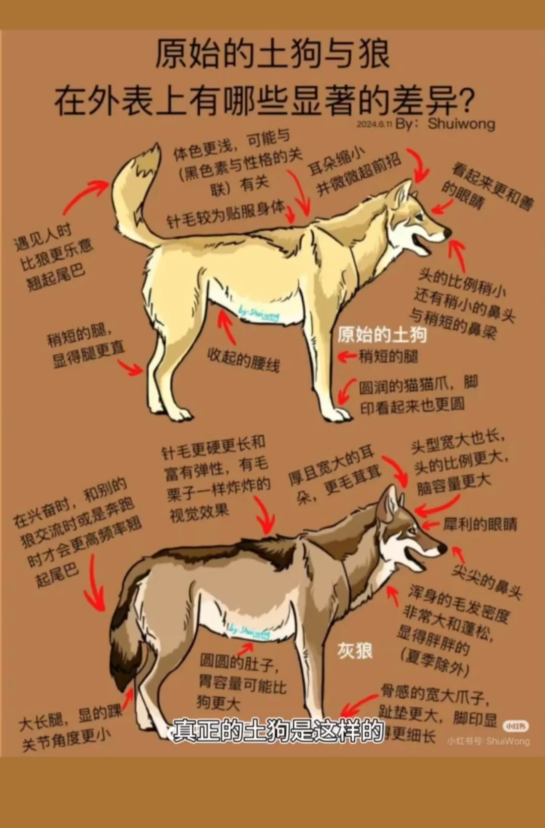 中华田园犬中的贵妇！金钱尾巴已经确定！